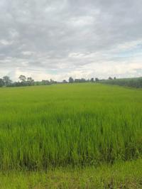 ที่ดินว่างเปล่าหลุดจำนอง ธ.ธนาคารกสิกรไทย บุรีรัมย์ เฉลิมพระเกียรติ เจริญสุข