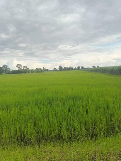 ที่ดินว่างเปล่าหลุดจำนอง ธ.ธนาคารกสิกรไทย บุรีรัมย์ เฉลิมพระเกียรติ เจริญสุข